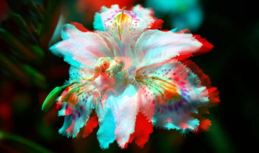 奇形 ランの花 立体写真 15 立体写真の技術士ブログ